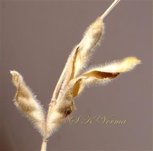  Legumes (Dehisced)